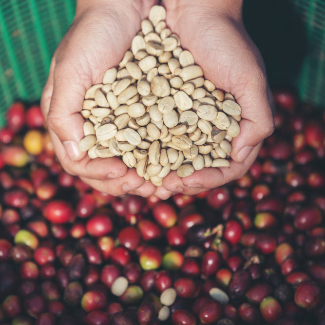 Seven Lakes Coffee - Unroasted