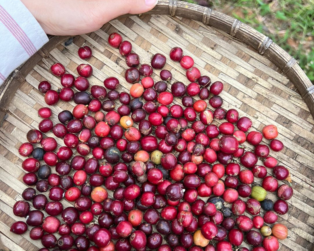 Hand holding a woven basket filled with red berries outdoors