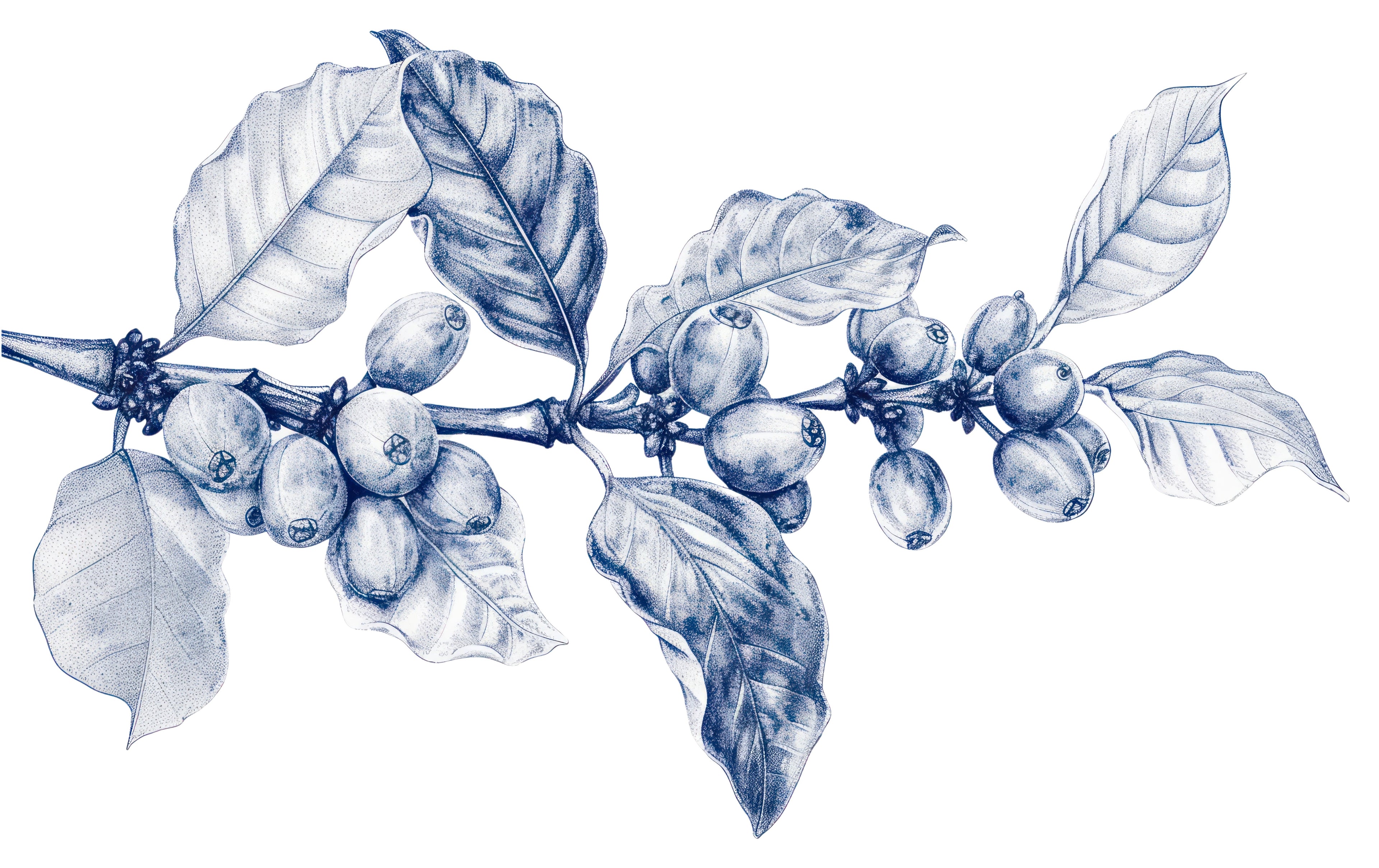 A detailed blue and white sketch of a coffee plant branch with leaves and developing coffee cherries, isolated on a white background.